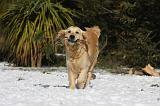 GOLDEN RETRIEVER 798
